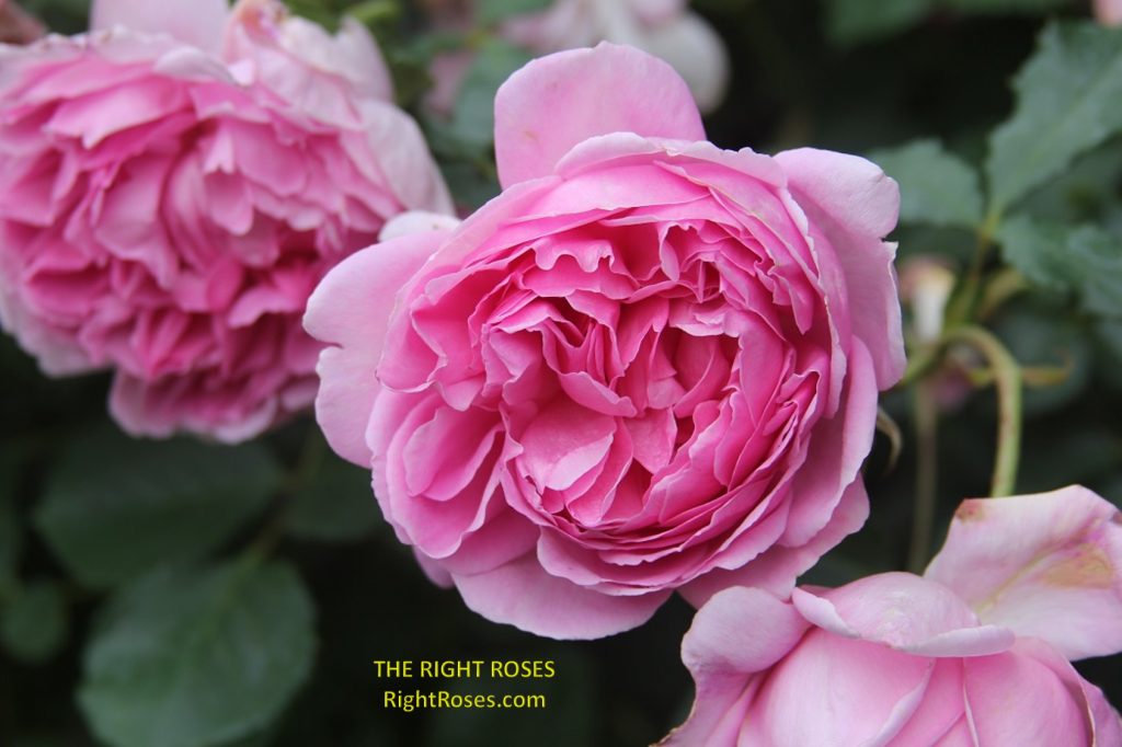 MAID MARION ROSE REVIEW DAVID AUSTIN 2010 THE RIGHT ROSES