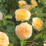 Molineux rose review the right roses score best top garden store david austin english roses rose products rose rating the right leap rose food fertilizer