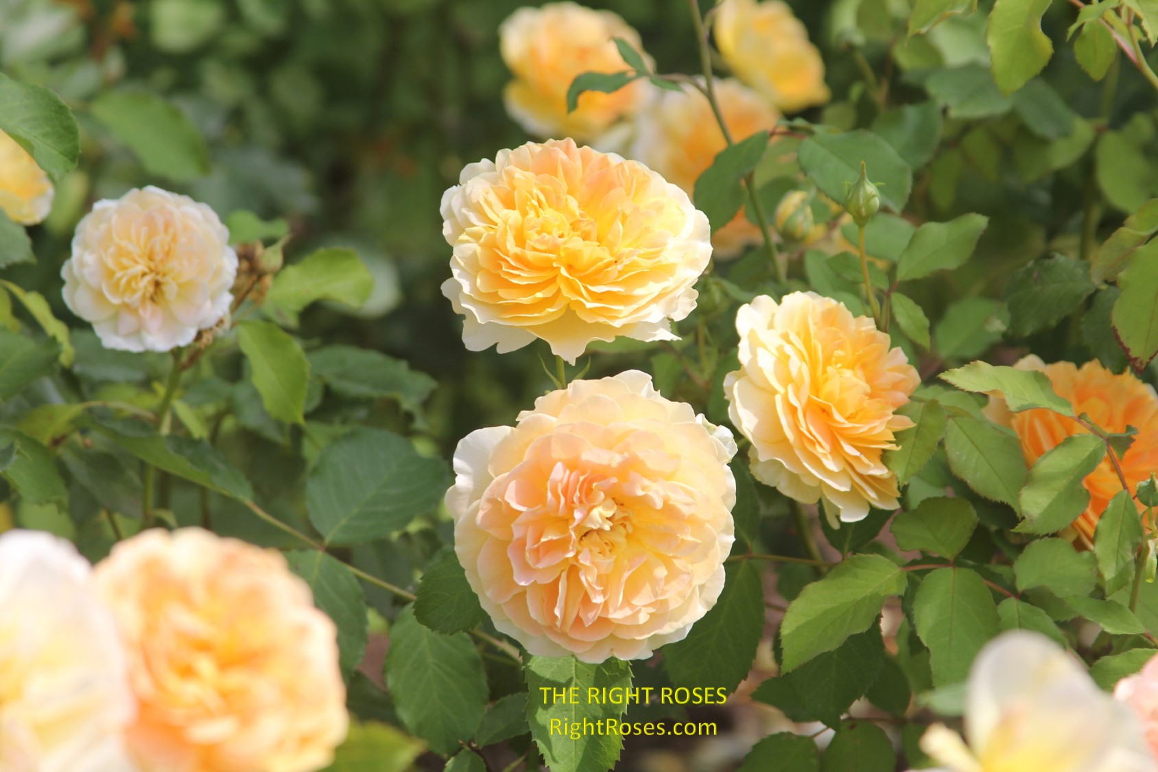 Molineux rose review the right roses score best top garden store david austin english roses rose products rose rating the right leap rose food fertilizer