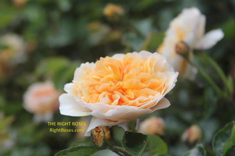Port Sunlight rose review the right roses score best top garden store david austin english roses rose products rose rating the right leap rose food fertilizer