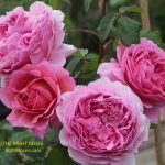 princess alexandra of kent rose review the right roses score best top garden store david austin english roses rose products rose rating the right leap rose food