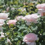 Queen of Sweden rose review the right roses score best top garden store david austin english roses rose products rose rating the right leap rose food fertilizer