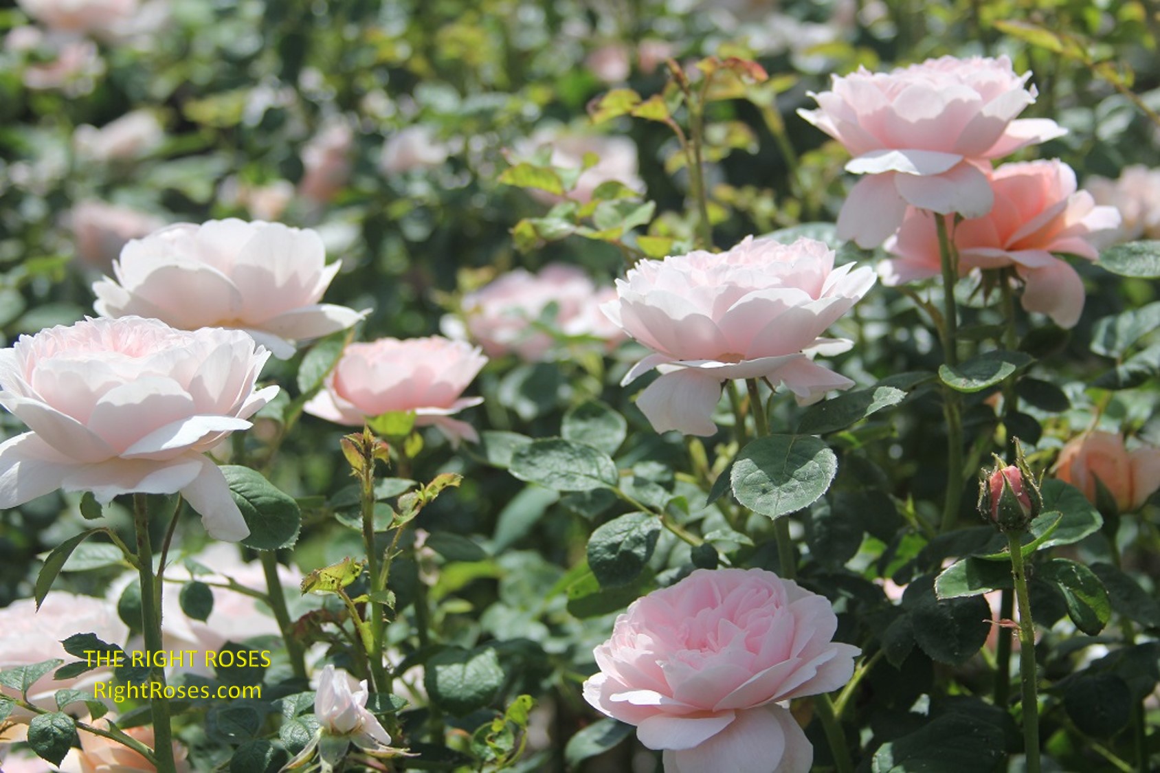 Queen of Sweden rose review the right roses score best top garden store david austin english roses rose products rose rating the right leap rose food fertilizer