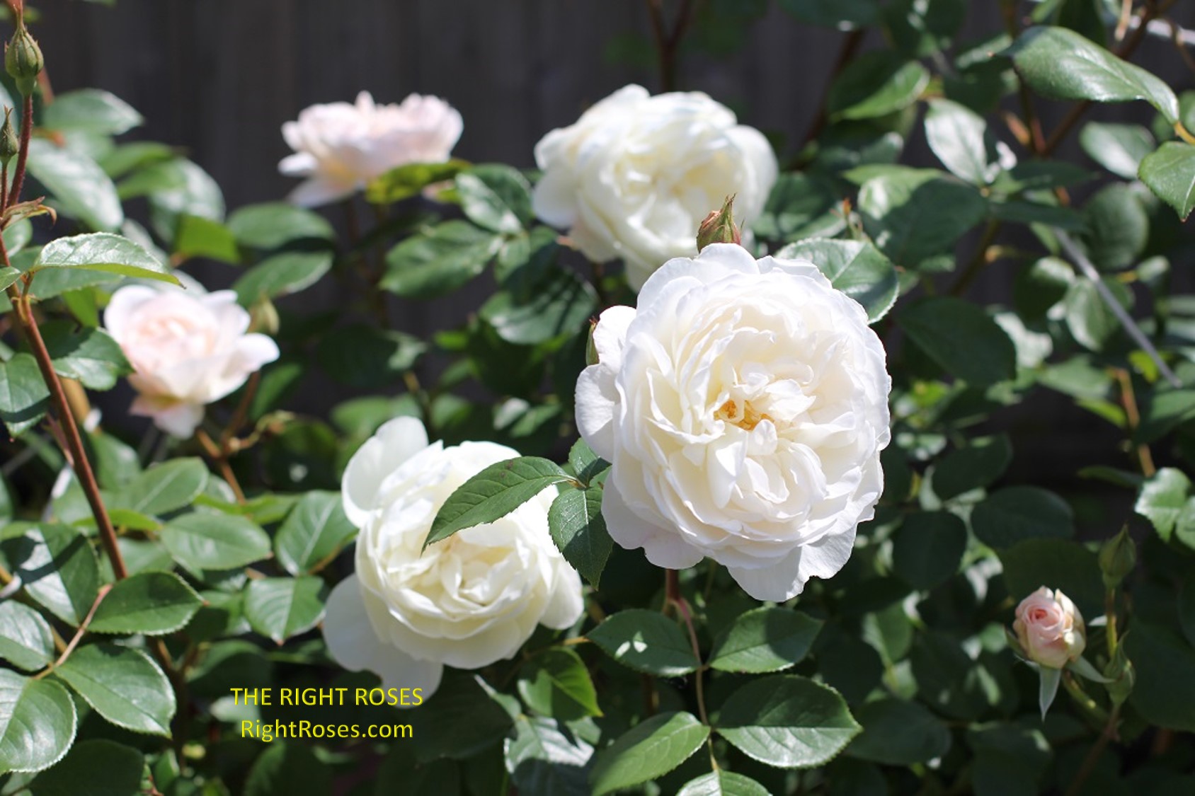 desdemona rose review the right roses score best top garden store david austin english roses rose products rose rating the right leap rose food