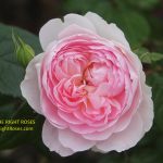 Silas Marner rose review the right roses score best top garden store david austin english roses rose products rose rating the right leap rose food fertilizer