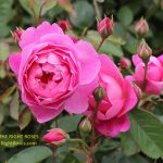 royal jubilee rose review the right roses score best top garden store david austin english roses rose products rose rating the right leap rose food