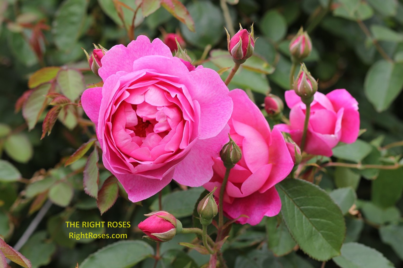 royal jubilee rose review the right roses score best top garden store david austin english roses rose products rose rating the right leap rose food