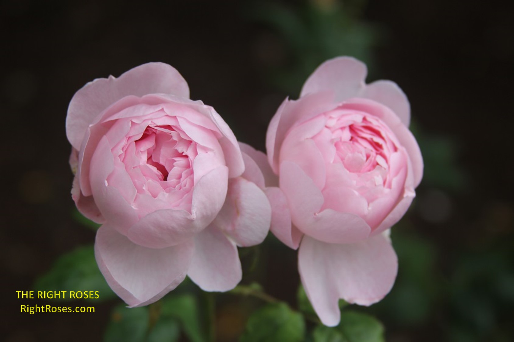 SCEPTER'D ISLE rose review the right roses score best top garden store david austin english roses rose products rose rating the right leap rose food fertilizer