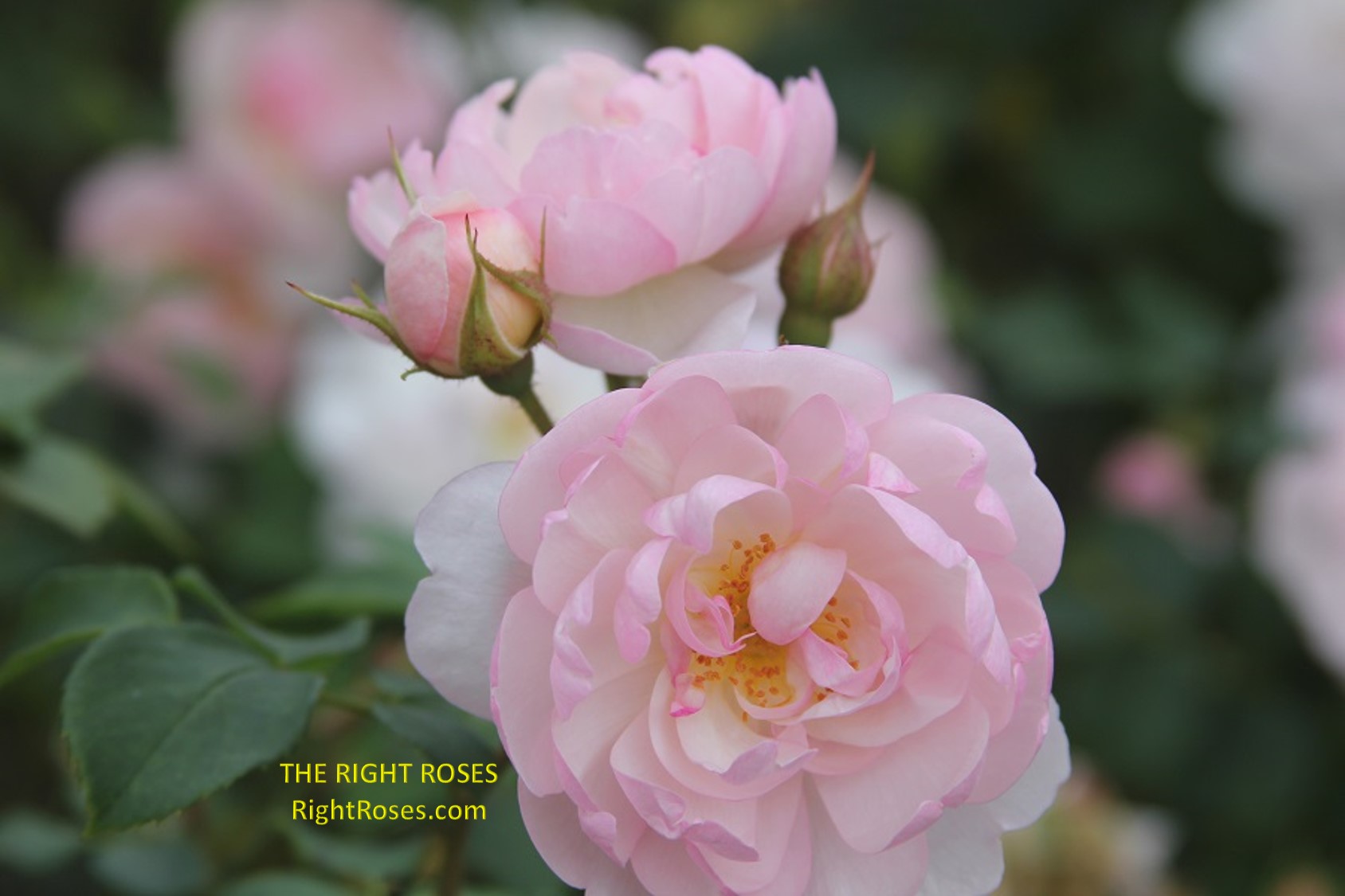 Scarborough Fair rose review the right roses score best top garden store david austin english roses rose products rose rating the right leap rose food fertilizer