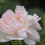 Sharifa Asma rose review the right roses score best top garden store david austin english roses rose products rose rating the right leap rose food fertilizer