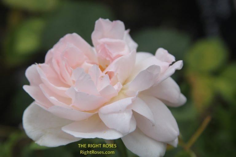 SHARIFA ASMA ROSE REVIEW | DAVID AUSTIN 1989