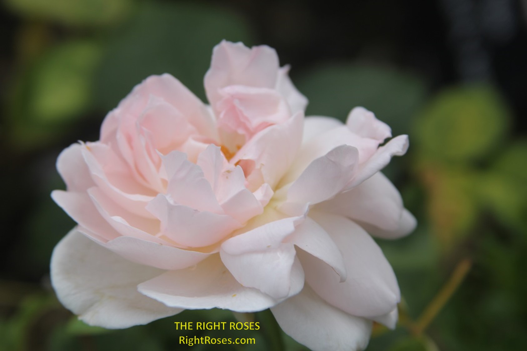 Sharifa Asma rose review the right roses score best top garden store david austin english roses rose products rose rating the right leap rose food fertilizer