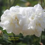 Susan Williams Ellis rose review the right roses score best top garden store david austin english roses rose products rose rating the right leap rose food fertilizer