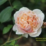 Sweet Juliet t rose review the right roses score best top garden store david austin english roses rose products rose rating the right leap rose food fertilizer