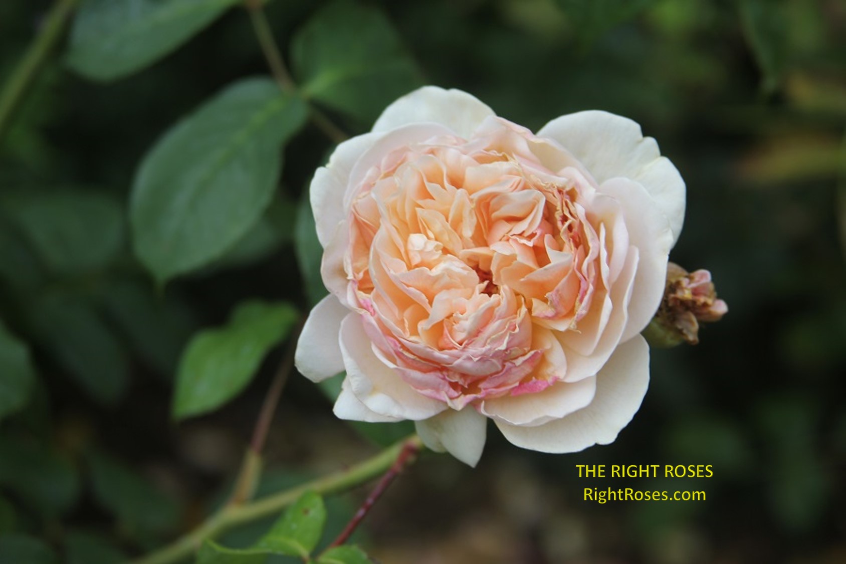 Sweet Juliet t rose review the right roses score best top garden store david austin english roses rose products rose rating the right leap rose food fertilizer