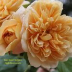 Tea Clipper rose review the right roses score best top garden store david austin english roses rose products rose rating the right leap rose food fertilizer