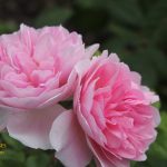 the ancient mariner rose review the right roses score best top garden store david austin english roses rose products rose rating the right leap rose food fertilizer