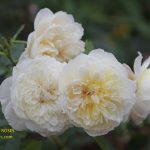 The Country Parson rose review the right roses score best top garden store david austin english roses rose products rose rating the right leap rose food fertilizer