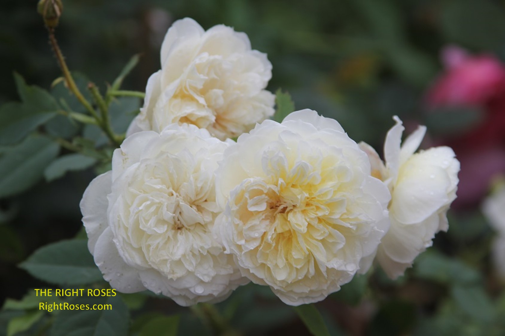 The Country Parson rose review the right roses score best top garden store david austin english roses rose products rose rating the right leap rose food fertilizer