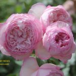 the mill on the floss rose review the right roses score best top garden store david austin english roses rose products rose rating the right leap rose food fertilizer