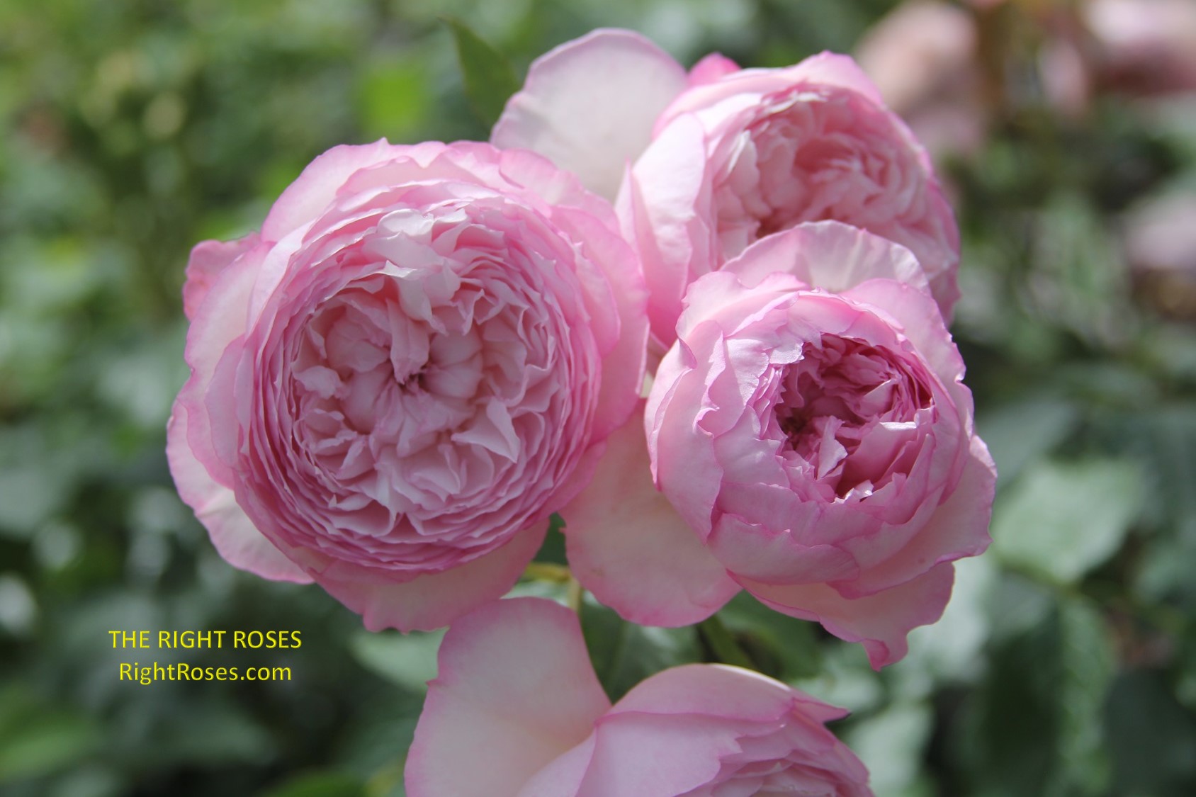 the mill on the floss rose review the right roses score best top garden store david austin english roses rose products rose rating the right leap rose food fertilizer