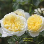 The Pilgrim rose review the right roses score best top garden store david austin english roses rose products rose rating the right leap rose food fertilizer