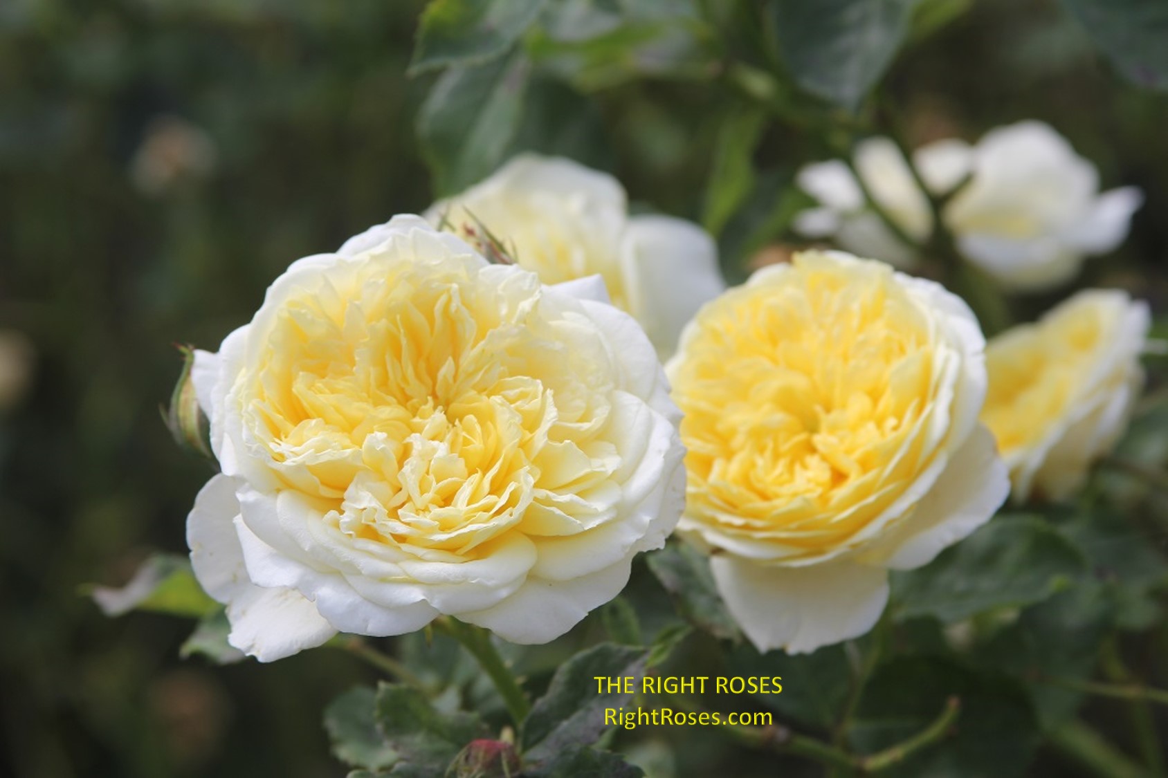 The Pilgrim rose review the right roses score best top garden store david austin english roses rose products rose rating the right leap rose food fertilizer