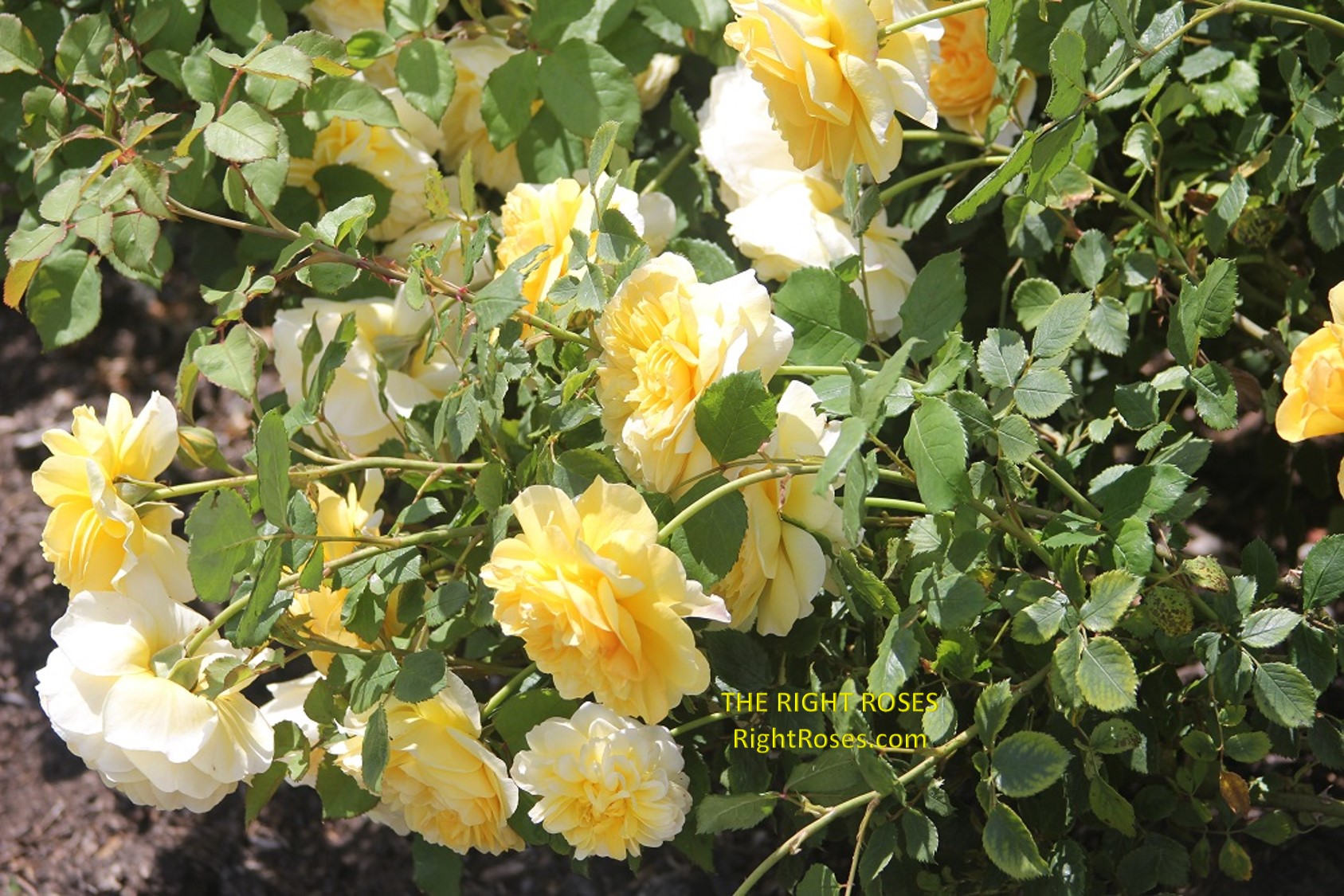the poet's wife rose review the right roses score best top garden store david austin english roses rose products rose rating the right leap rose food fertilizer