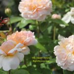 the lady gardener rose review the right roses score best top garden store david austin english roses rose products rose rating the right leap rose food fertilizer