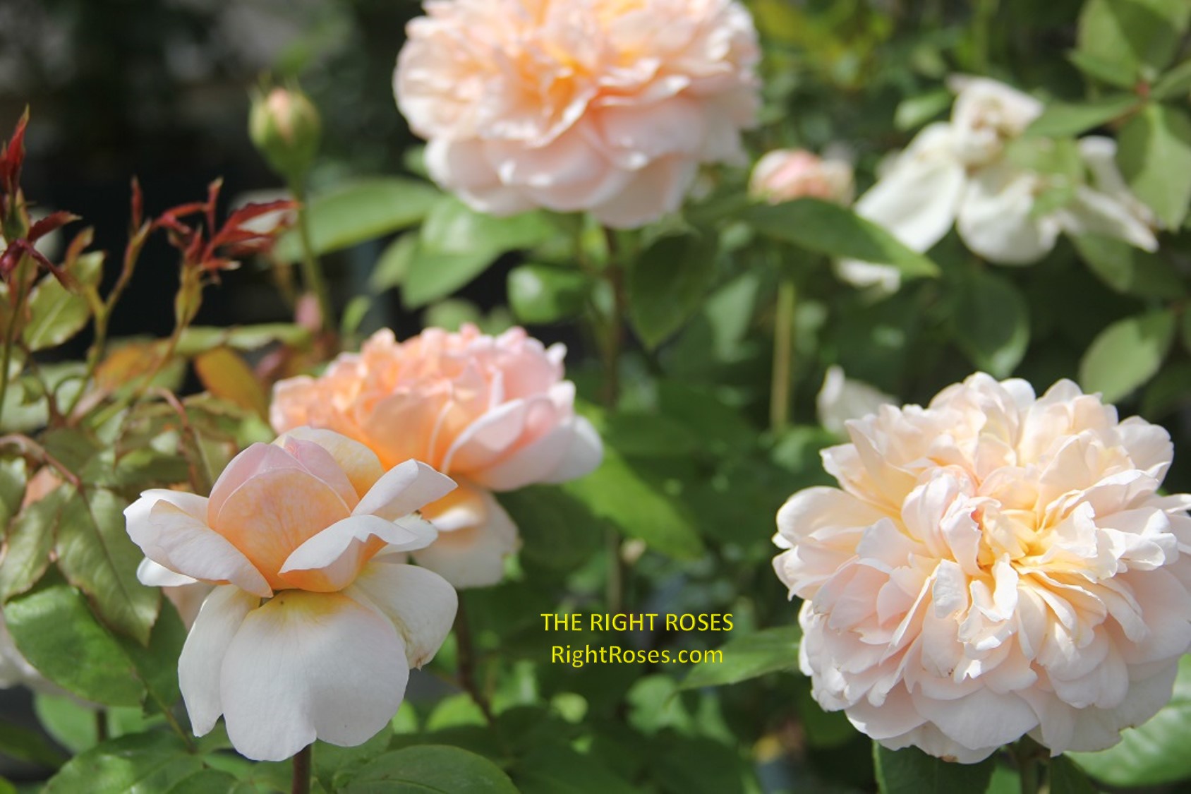 the lady gardener rose review the right roses score best top garden store david austin english roses rose products rose rating the right leap rose food fertilizer