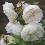 Tranquillity rose review the right roses score best top garden store david austin english roses rose products rose rating the right leap rose food fertilizer