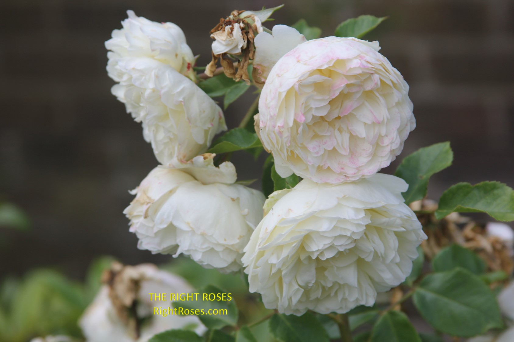 Tranquillity rose review the right roses score best top garden store david austin english roses rose products rose rating the right leap rose food fertilizer