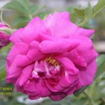 Wild Edric rose review the right roses score best top garden store david austin english roses rose products rose rating the right leap rose food fertilizer
