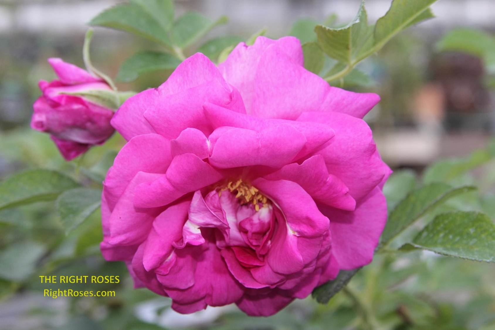Wild Edric rose review the right roses score best top garden store david austin english roses rose products rose rating the right leap rose food fertilizer
