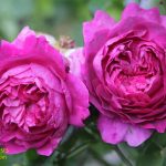 young lycidas rose review the right roses score best top garden store david austin english roses rose products rose rating the right leap rose food