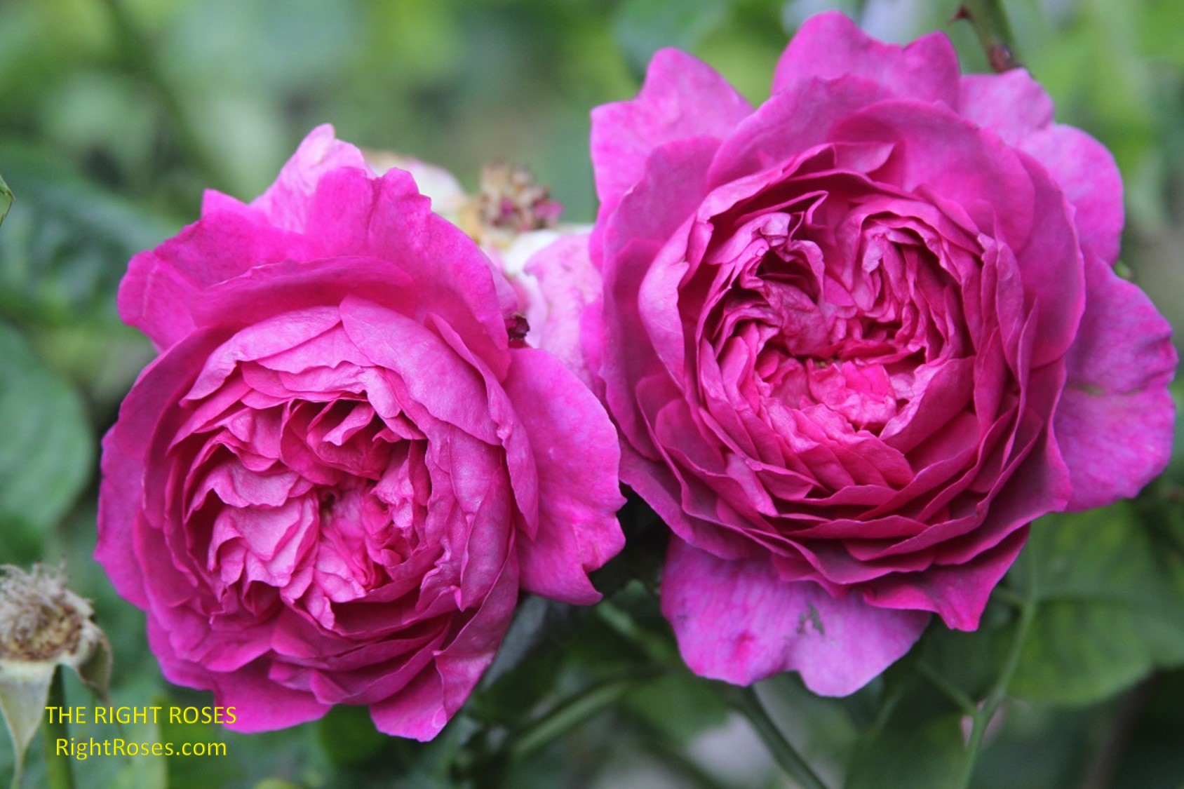 young lycidas rose review the right roses score best top garden store david austin english roses rose products rose rating the right leap rose food