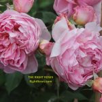 boscobel rose review the right roses score best top garden store david austin english roses rose products rose rating the right leap rose food