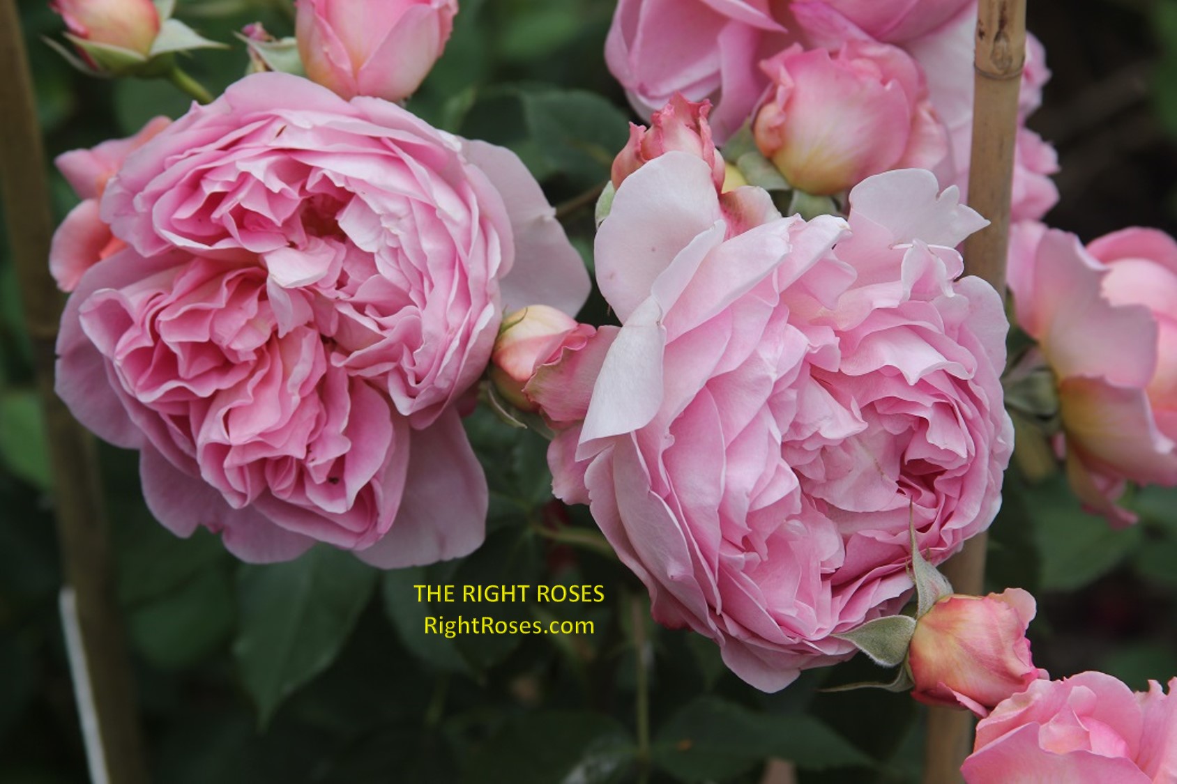 boscobel rose review the right roses score best top garden store david austin english roses rose products rose rating the right leap rose food