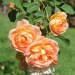 lady of shalott rose review the right roses score best top garden store david austin english roses rose products rose rating the right leap rose food