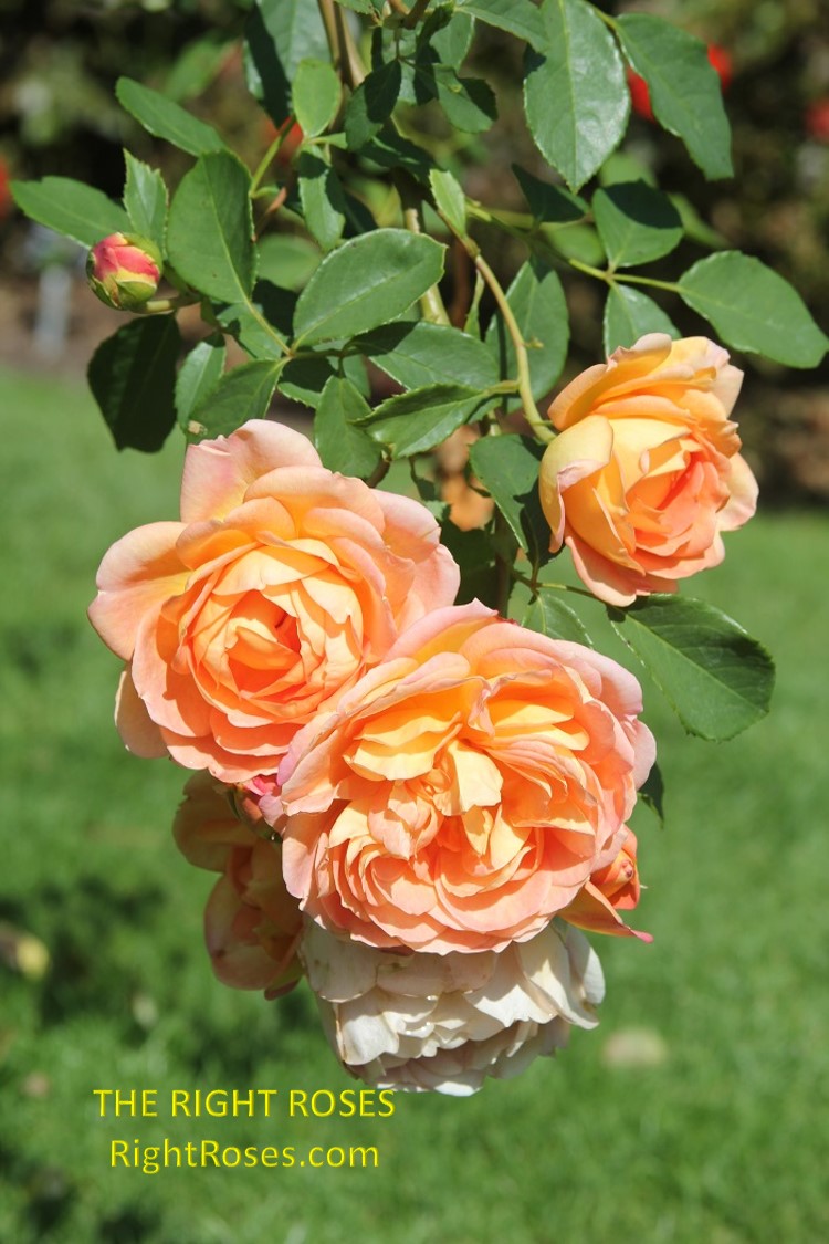 lady of shalott rose review the right roses score best top garden store david austin english roses rose products rose rating the right leap rose food