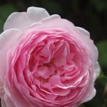 olivia rose austin rose review the right roses score best top garden store david austin english roses rose products rose rating the right leap rose food