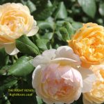Roald Dahl rose review the right roses score best top garden store david austin english roses rose products rose rating the right leap rose food fertilizer