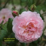 HOW TO CHOOSE THE VERY BEST ROSES IN THE WORLD?
