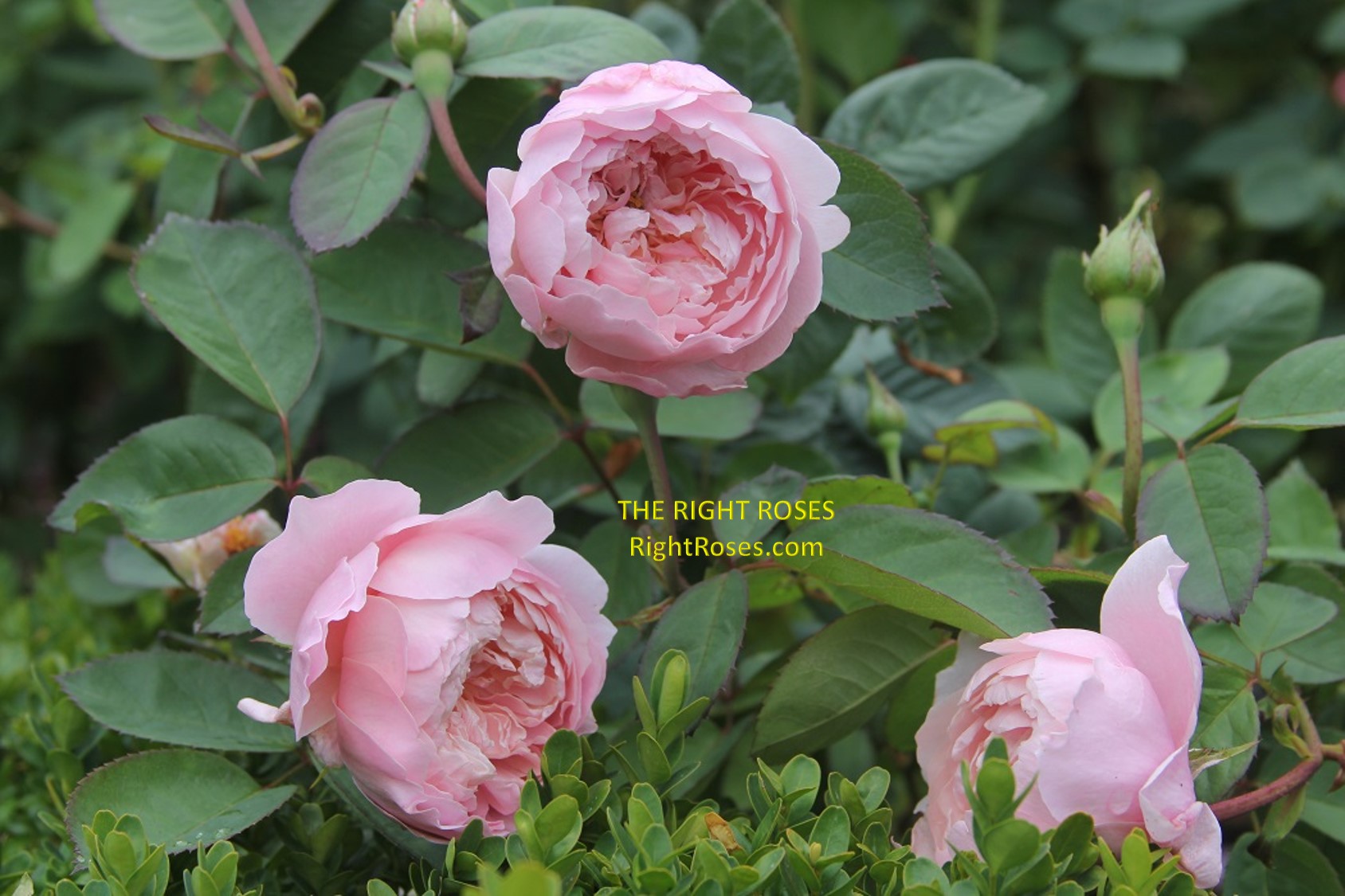 the Alnwick rose review the right roses score best top garden store david austin english roses rose products rose rating the right leap rose food fertilizer