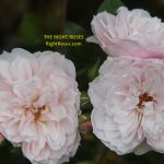 the generous gardener rose review the right roses score best top garden store david austin english roses rose products rose rating the right leap rose food