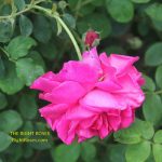 thomas a becket rose review the right roses score best top garden store david austin english roses rose products rose rating the right leap rose food fertilizer