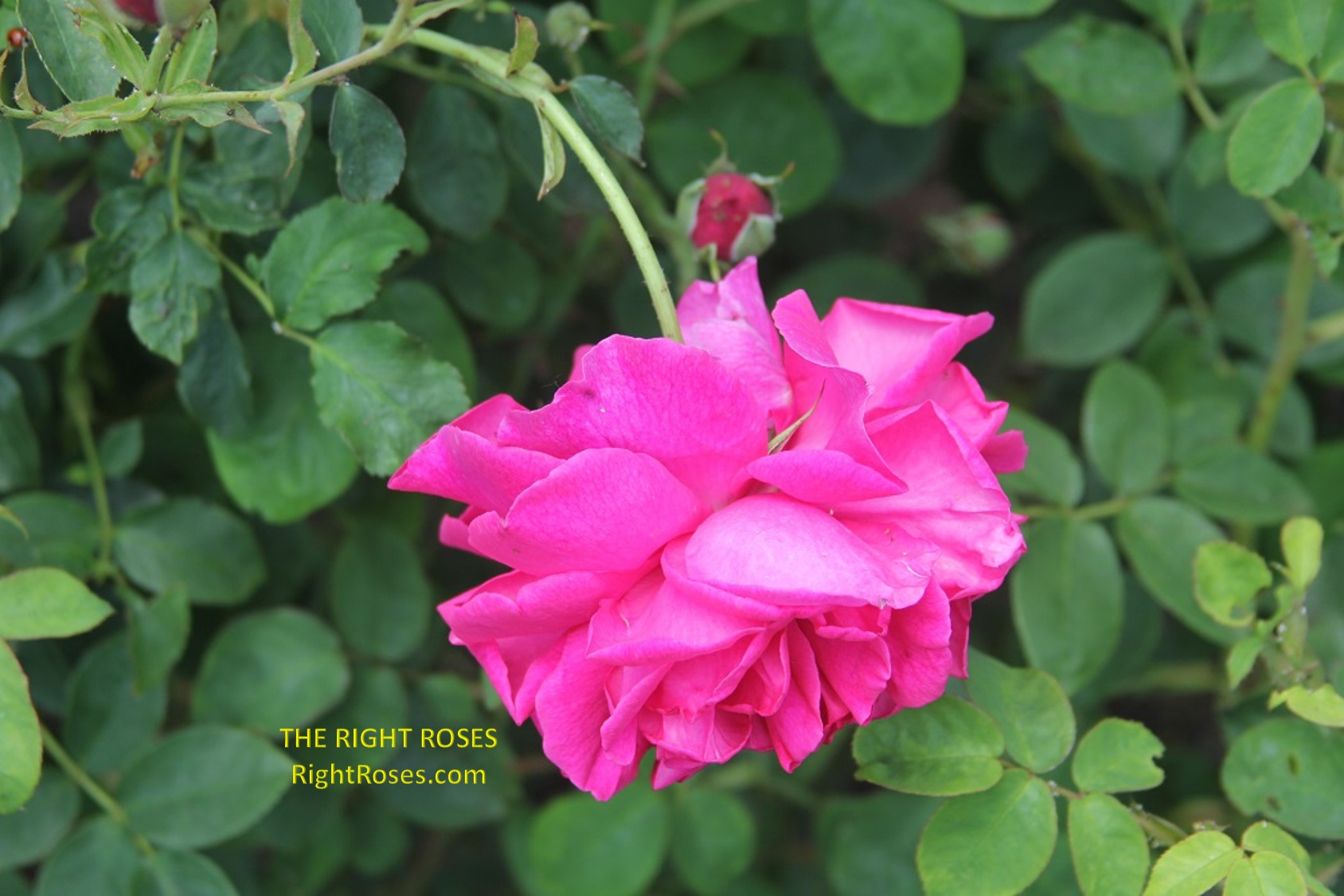 thomas a becket rose review the right roses score best top garden store david austin english roses rose products rose rating the right leap rose food fertilizer