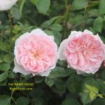 wisley 2008 rose review the right roses score best top garden store david austin english roses rose products rose rating the right leap rose food fertilizer