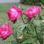 The best rose review of rose 'Benjamin Britten' by The Right Roses. David Austin. Our in-depth reviews have been trusted by millions gardeners worldwide. The Right Roses team uses our own The Right Roses Score, which is the most comprehensive rose rating system in the world, to assess the overall quality of a rose. All information and rose products: best top garden store, Rosen Kordes, Rosen Tantau, english roses, rose products, rose rating, the right leap, rose food, fertilizer.