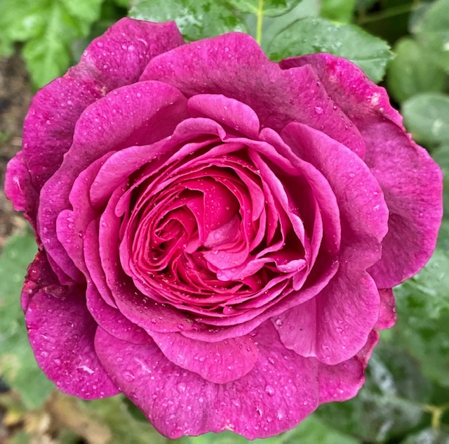 The best rose review of rose 'Kaffe Fassett' Rosen Tantau by The Right Roses. Our in-depth reviews have been trusted by millions gardeners worldwide. The Right Roses team uses our own The Right Roses Score, which is the most comprehensive rose rating system in the world, to assess the overall quality of a rose. All information and rose products: best top garden store, Rosen Kordes, Rosen Tantau, english roses, rose products, rose rating, the right leap, rose food, fertilizer